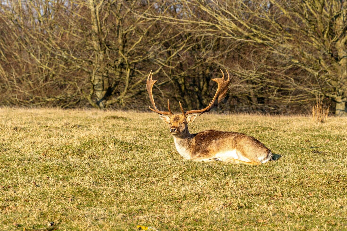 Majestic fallow deer with impressive antlers resting in a sunlit field with trees in the background. photo