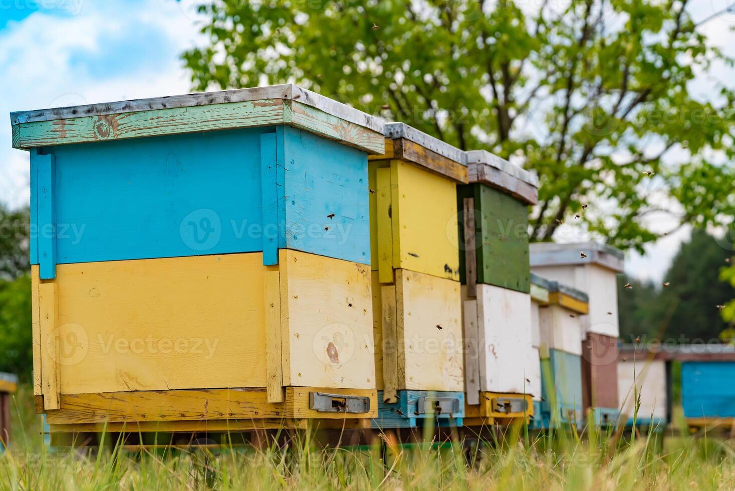 Busy bees flying and working on the hives. Summer close up bees flying in and out of a hive. photo
