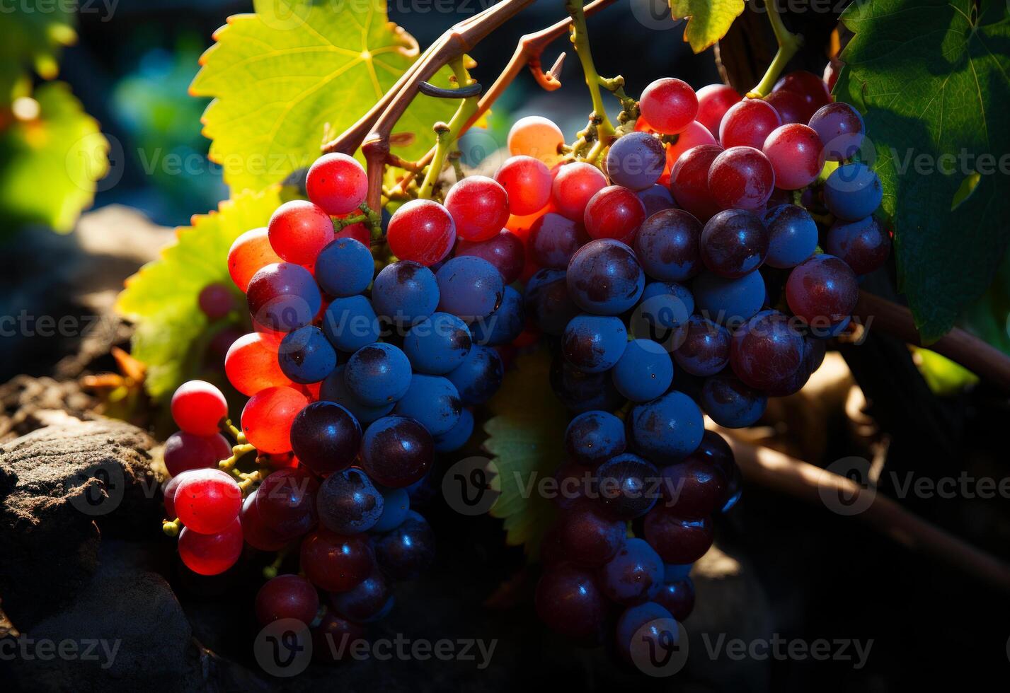 AI generated Black and red grapes in grape vine surrounded. A cluster of ripe and juicy grapes suspended from a vine in a vineyard, ready to be harvested. photo