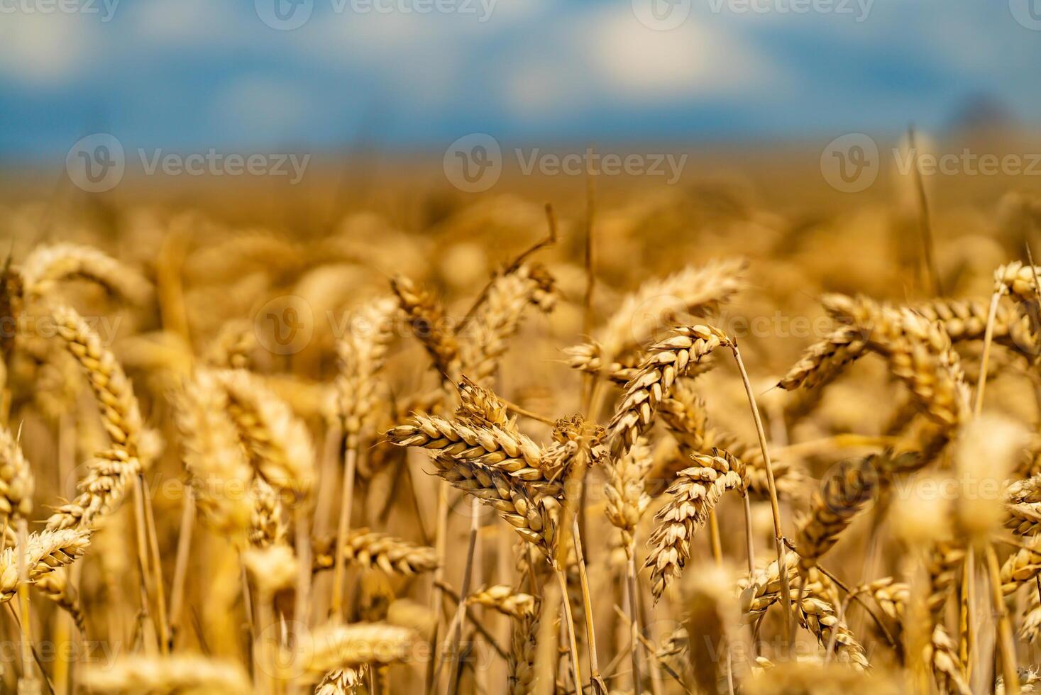 curved stalks of wheat ripen on the sun in the summer in the field photo