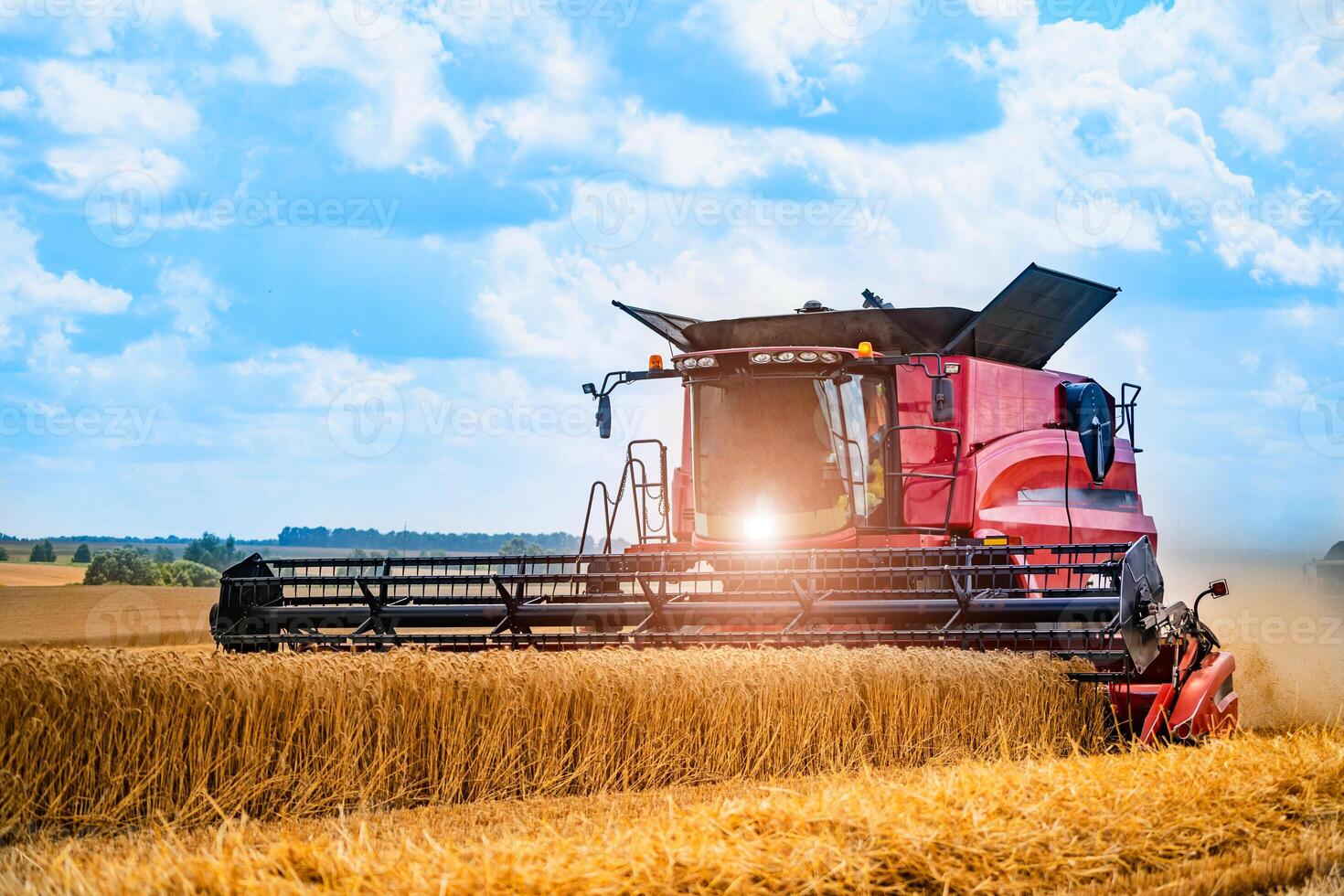 Grain harvesting combine in a sunny day. Yellow field with grain. Agricultural technic works in field. photo