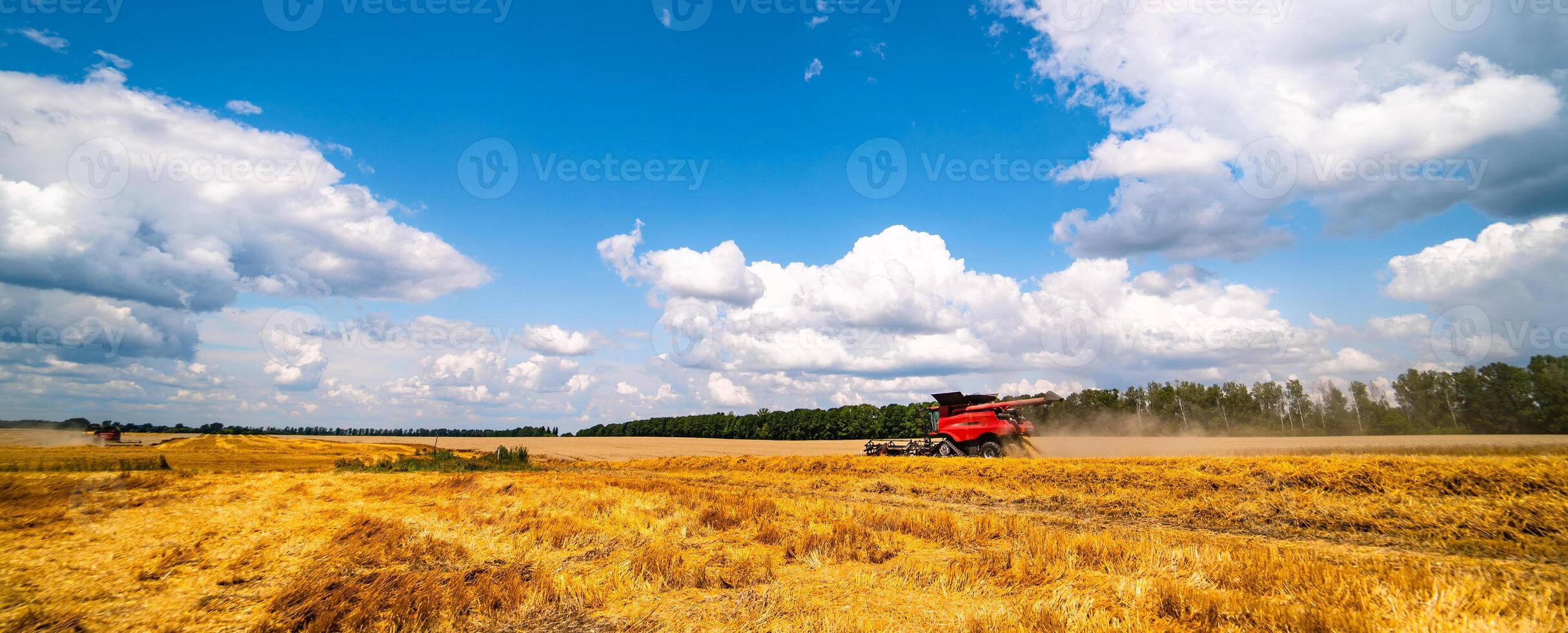 Combine harvester in action on wheat field. Process of gathering ripe crop from the fields. Ripe grane panorama photo