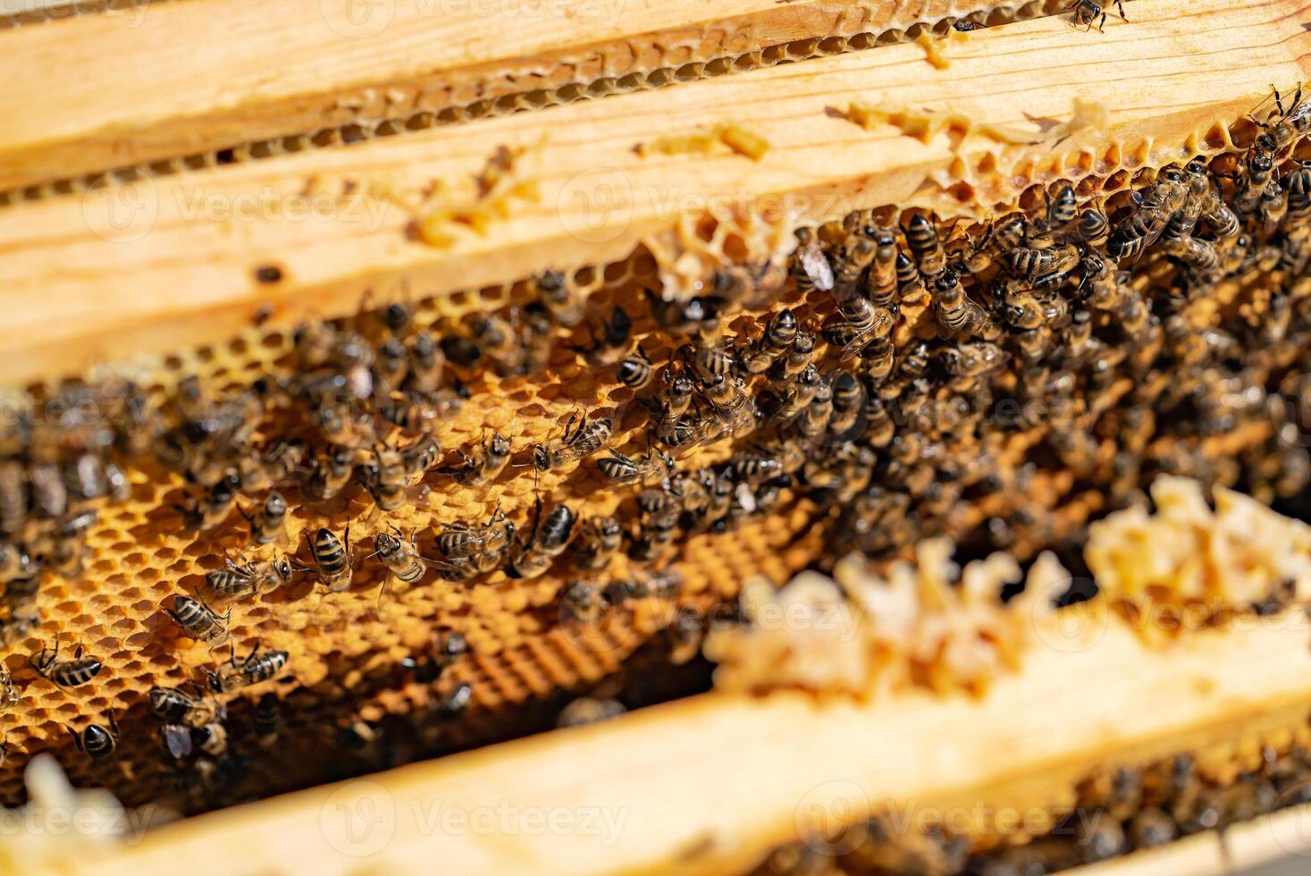 hard-working bees bring honey to honeycomb in a warm weather in the summer photo