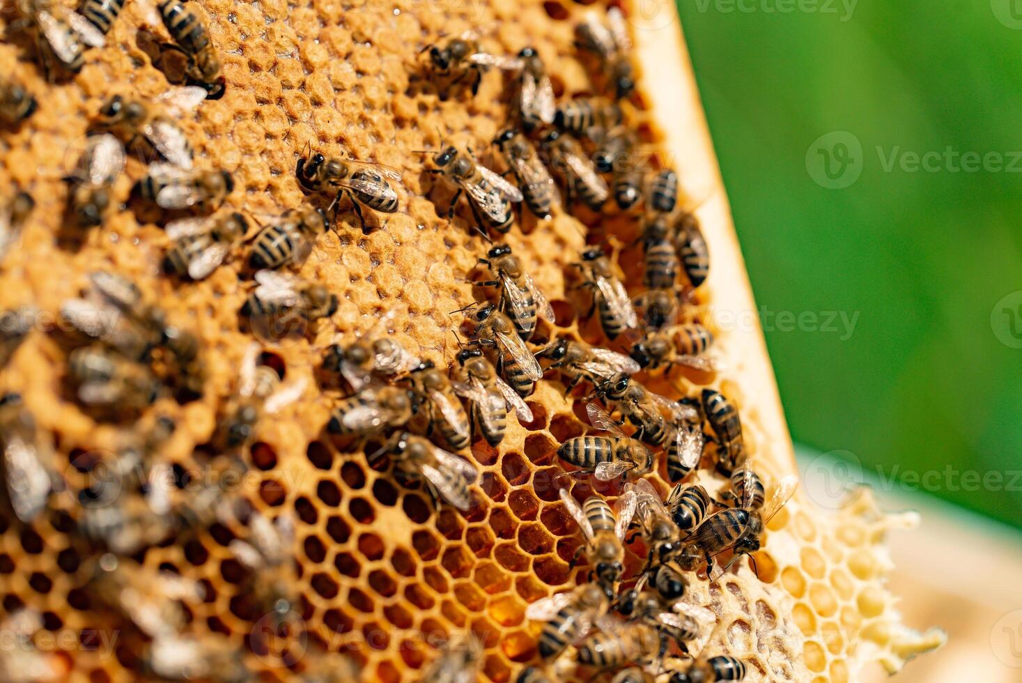 abejas gateando en panal con orgánico Miel. panal desde un abeja colmena lleno con dorado miel en un marco vista. macro Disparo foto