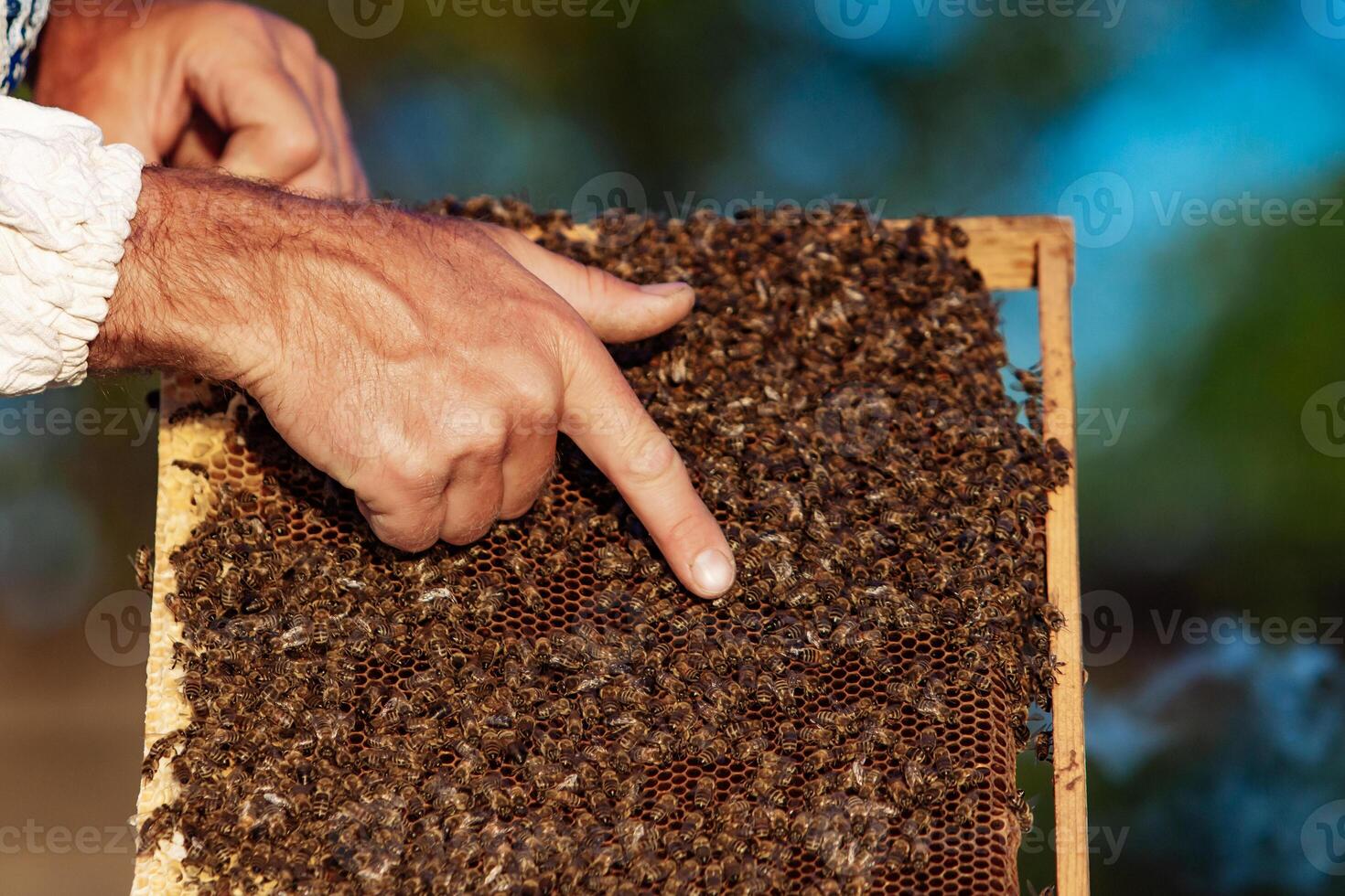 hands of man shows a wooden frame with honeycombs on the background of green grass in the garden photo