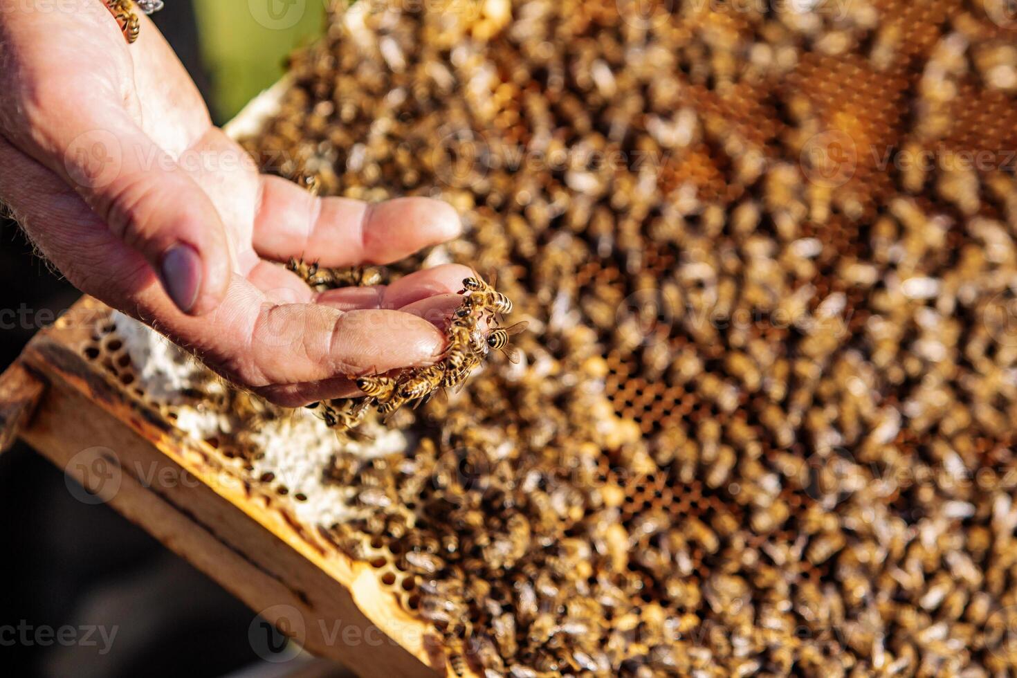 hands of man shows a wooden frame with honeycombs on the background of green grass in the garden photo