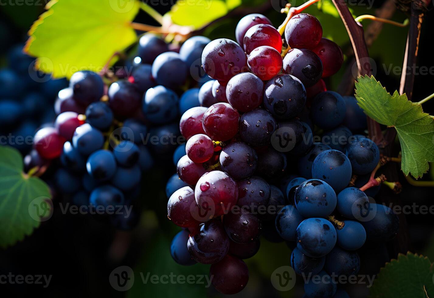 AI generated Black and red grapes in grape vine surrounded. A close-up photo capturing a bunch of ripe grapes hanging from a vine in a vineyard.