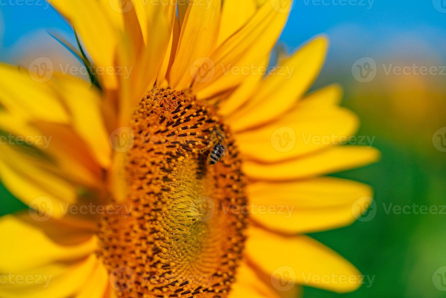 bee pollinates a sunflower flower in the summer in the field. Close-up photo
