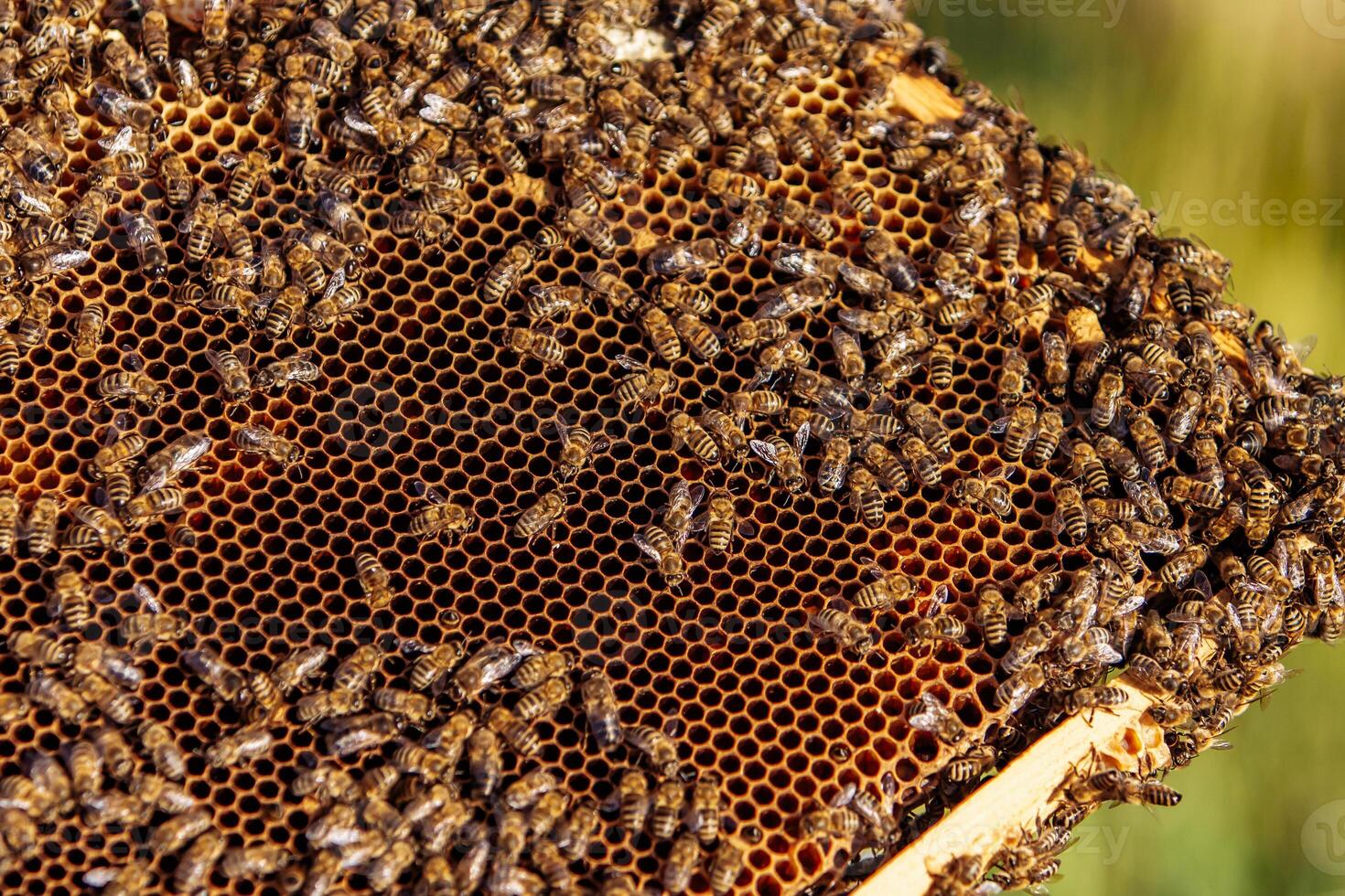 Frames of a bee hive. Beekeeping. Honey photo
