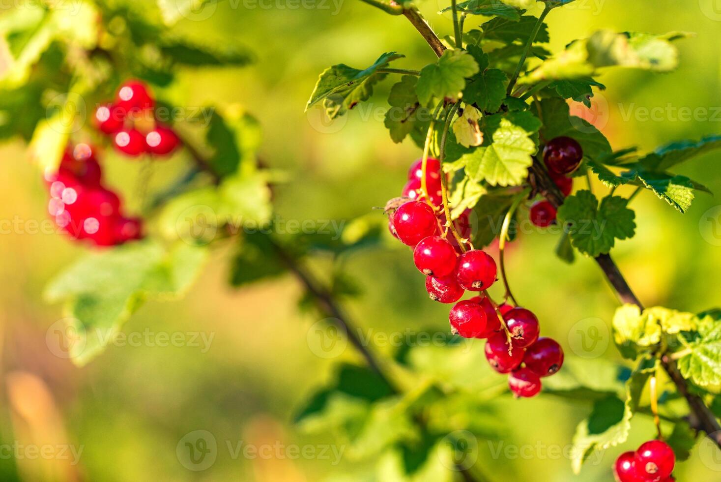 Red currants growing on a bush. Red currant on a shrub photo