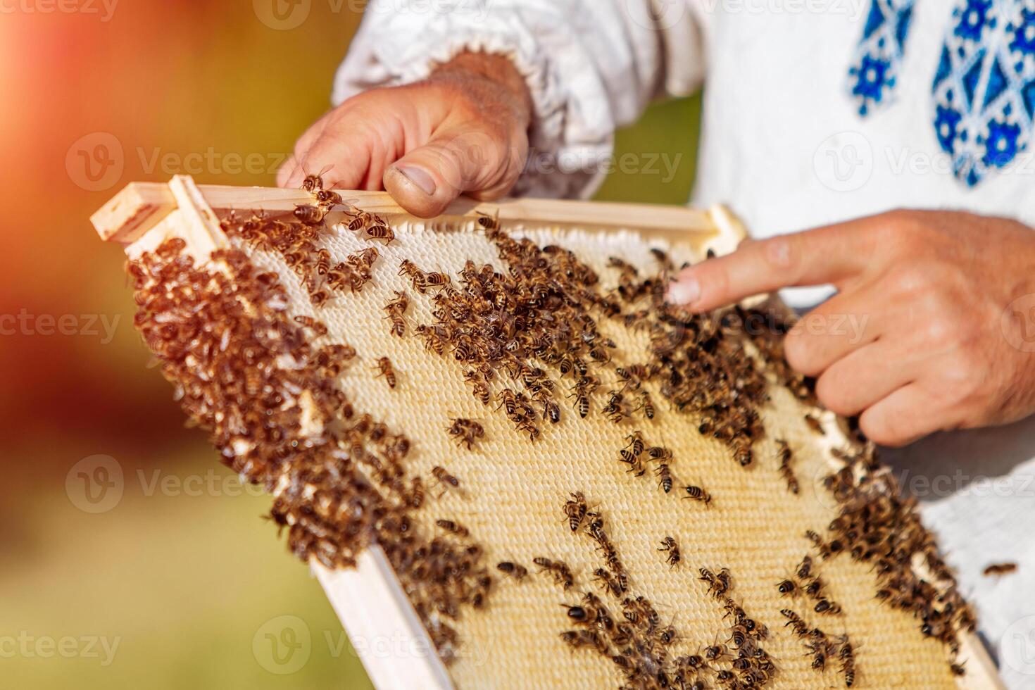 hands of man shows a wooden frame with honeycombs on the background of green grass in the garden photo