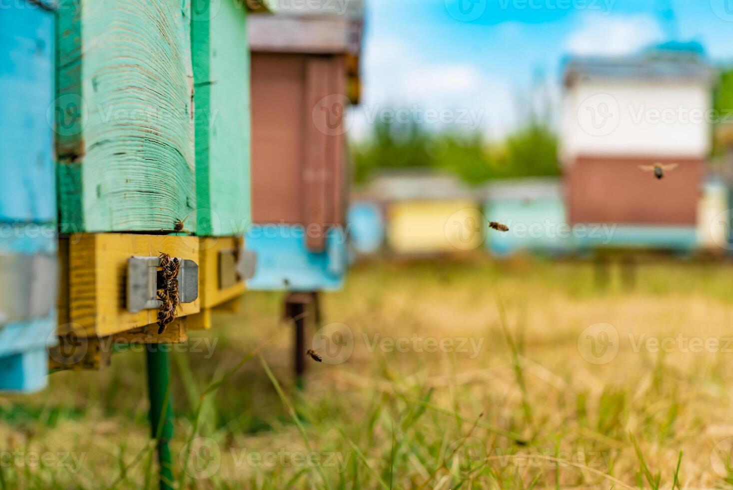Hives in an apiary with bees flying to the landing boards in a green garden. Apiary concept photo