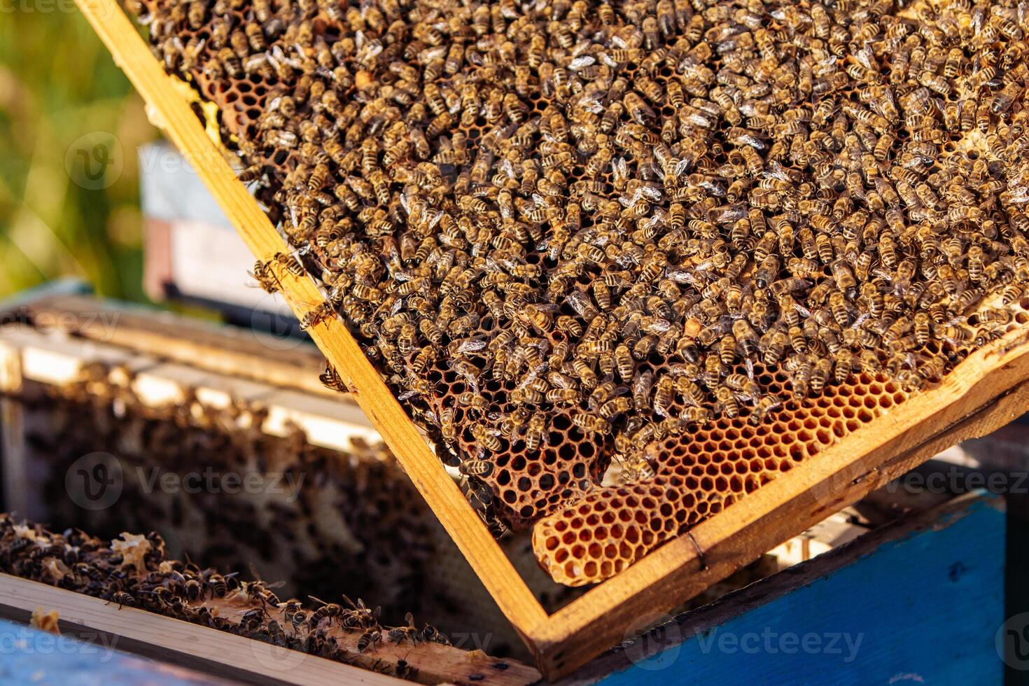 Close up of honey bees Apis mellifica clustered on a wooden frame, showing open wax comb full and glistening with nectar photo