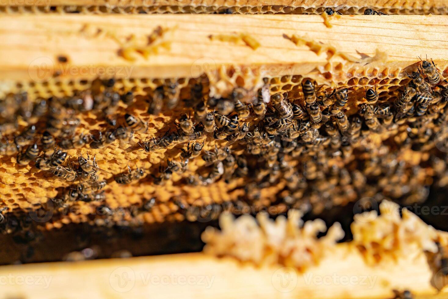 Closeup of bees on honeycomb in apiary - selective focus, copy space. . Macro shot photo