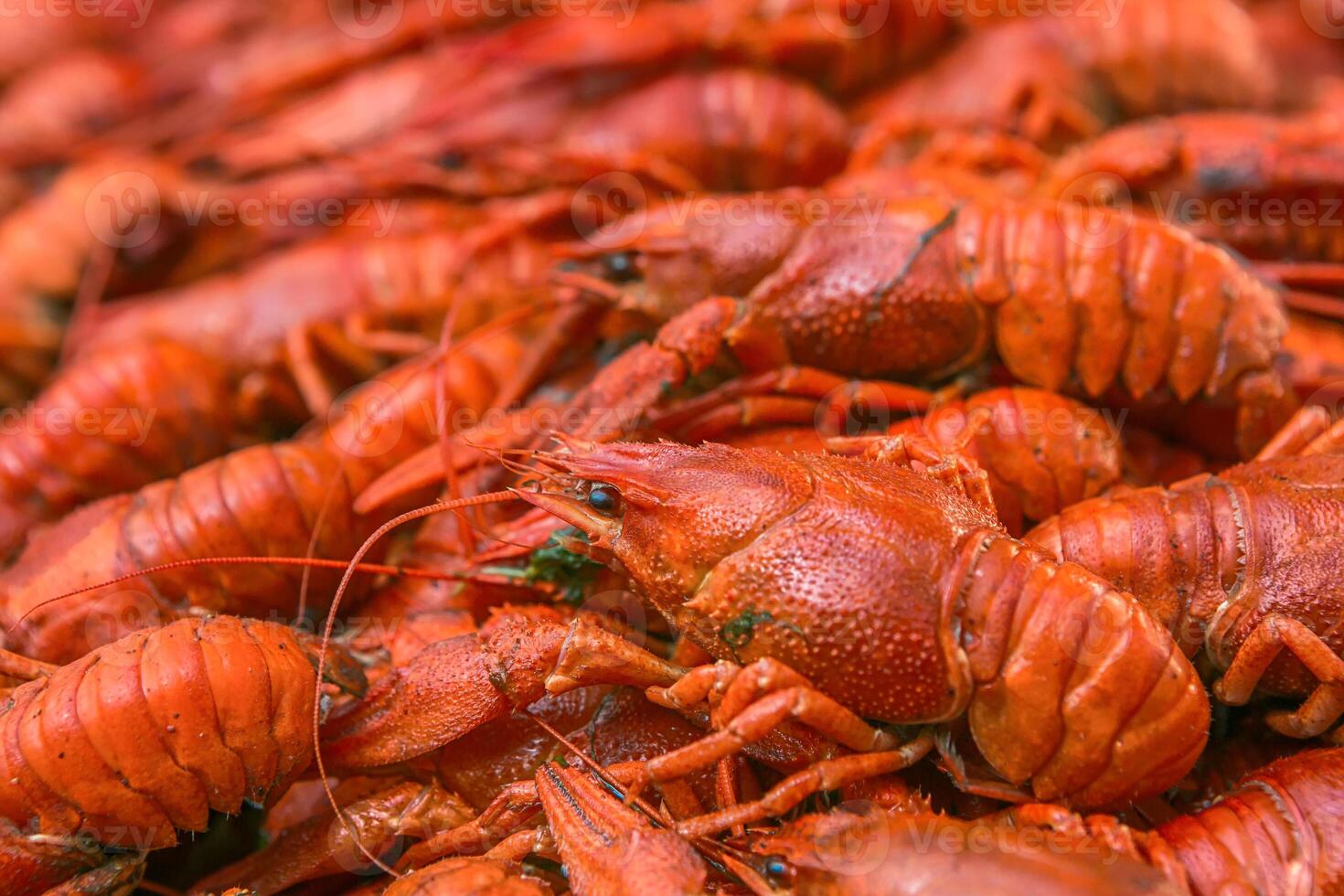 Boiled big crawfish close up view from the top. Cooked crayfish with dill. Beer snack. Crayfish to beer. photo