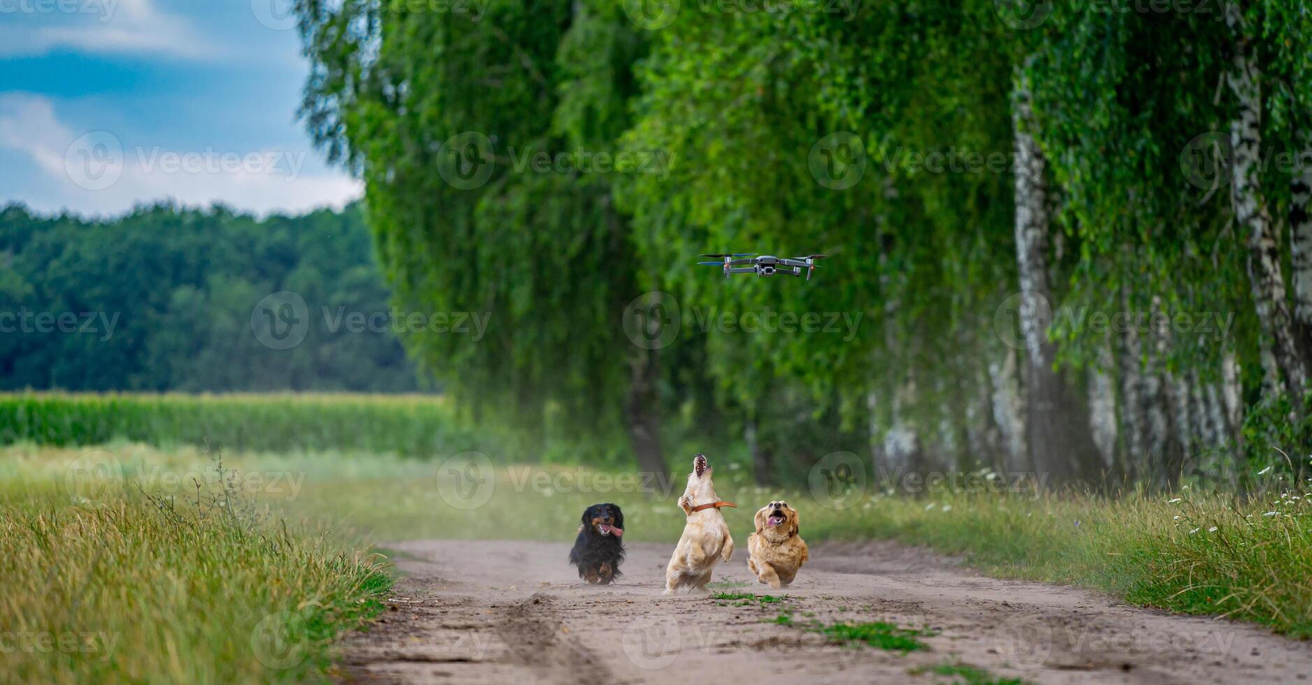 Adorable landscape with attractive doggies. Funny dogs playing arround nature. photo