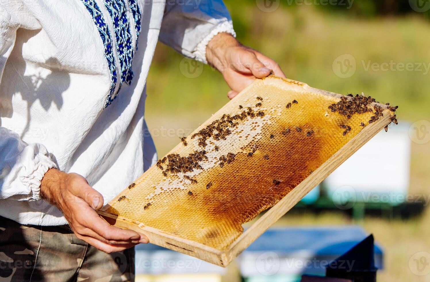 Beekeeper is working with bees and beehives on the apiary. Frames of a bee hive. Apiary concept photo