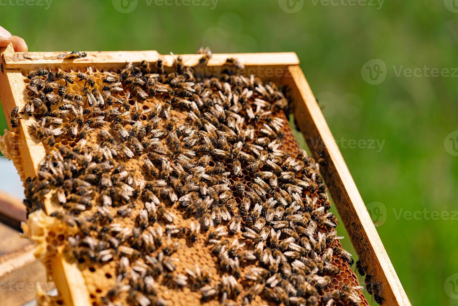 bees sit on honeycombs with honey in the frame on a green background at day. Close-up photo