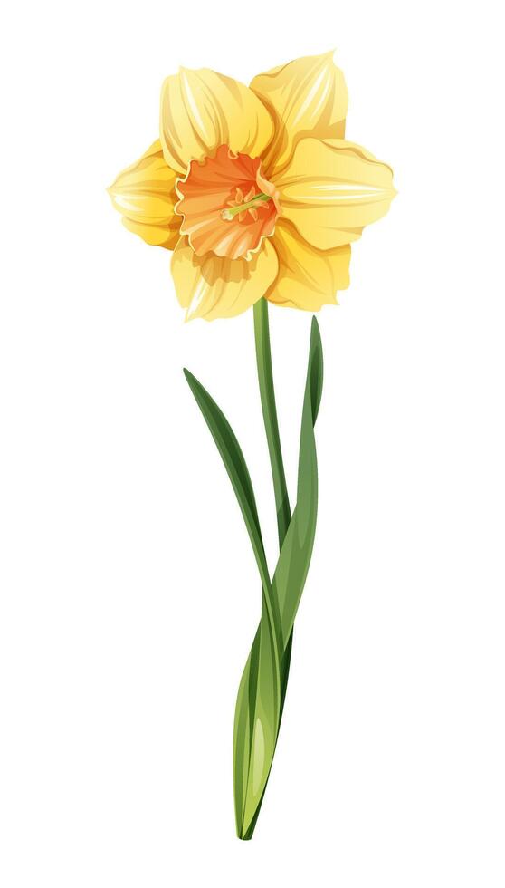 Daffodil on an isolated background in cartoon style. Spring yellow flower for Easter. Beautiful narcissus flower. Vector floral illustration.