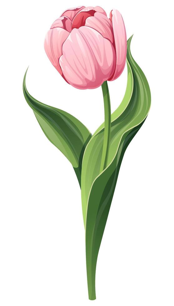 Tulip on a white background. Spring pink flower for Women s Day, Easter. Vector floral illustration.