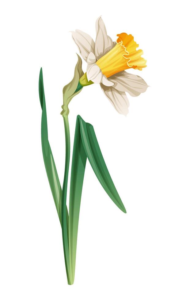 Daffodil on an isolated background in cartoon style. Spring white flower for Easter. Beautiful narcissus flower. Vector floral illustration.