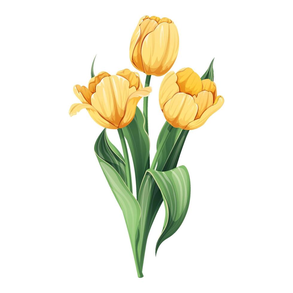 Bouquet of Tulips on an isolated background in cartoon style. Spring yellow flowers for Women s Day, Easter. Vector floral illustration.