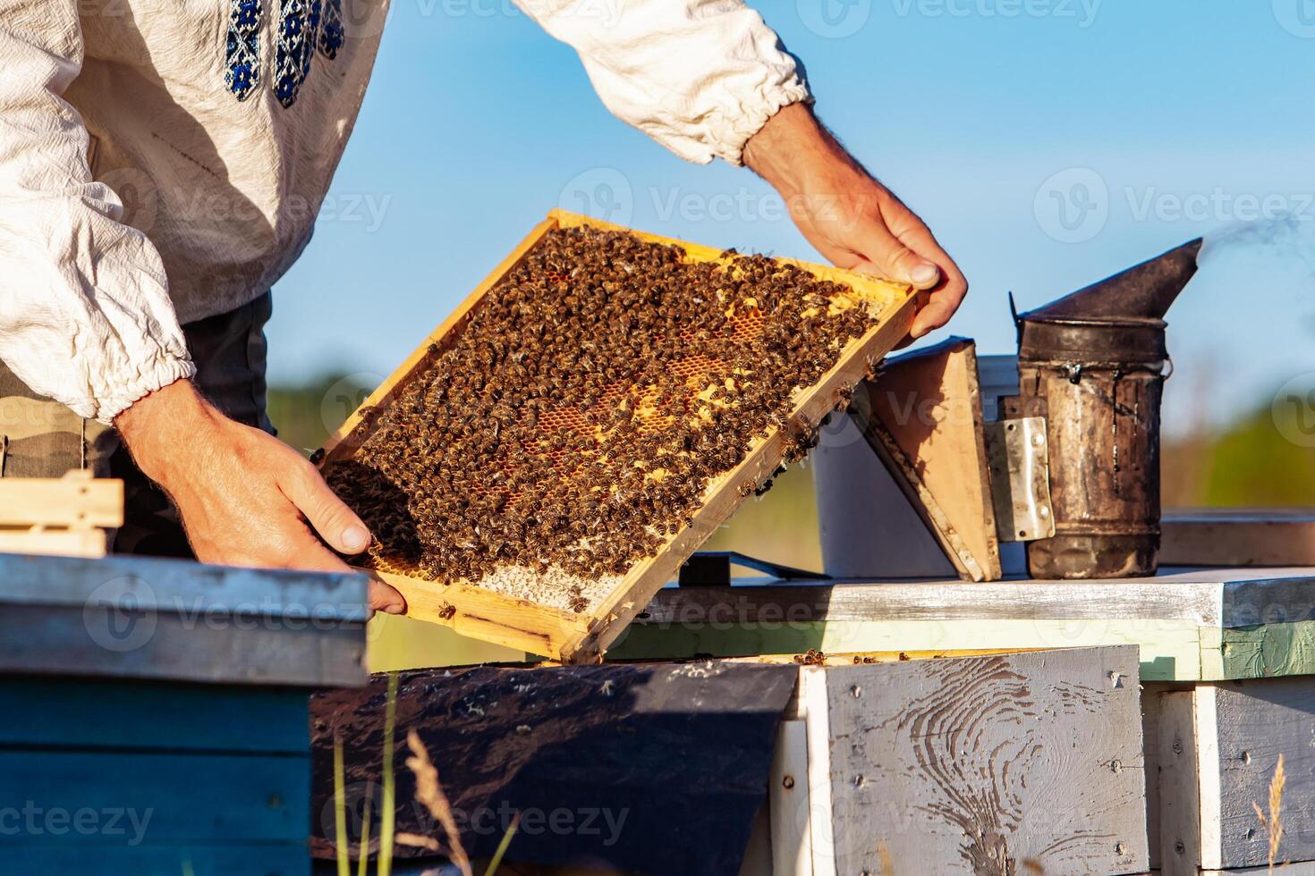 Beekeeper is working with bees and beehives on the apiary. Bees on honeycomb. Frames of a bee hive. Beekeeping. Honey. photo