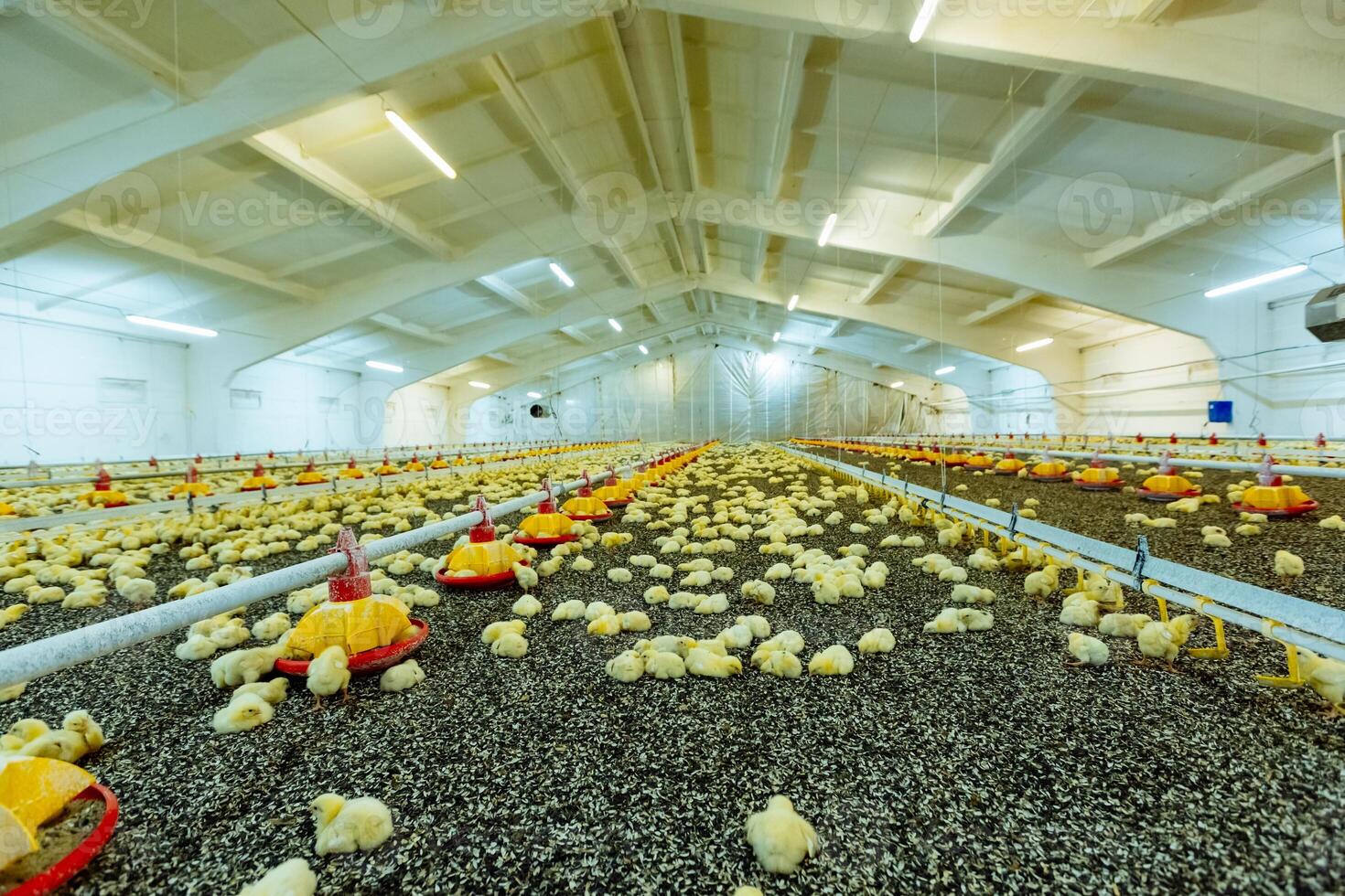 Big light chicken farm with temperature control and many yellow chicks lying on black sunflower seeds. Chicken feeding on the poultry farm. photo