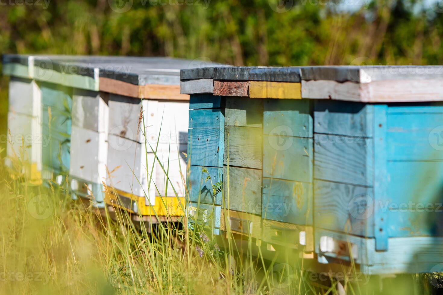 Hives in an apiary with bees flying to the landing boards in a green garden photo