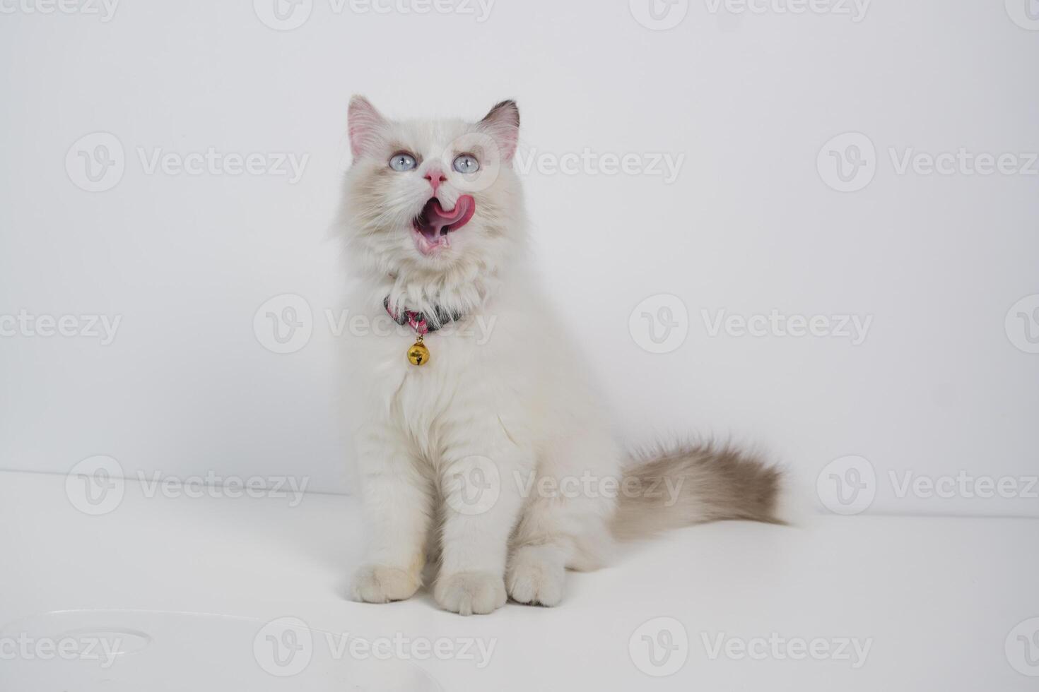 Studio portrait of a ragdoll cat licking her nose, sitting against a white background photo