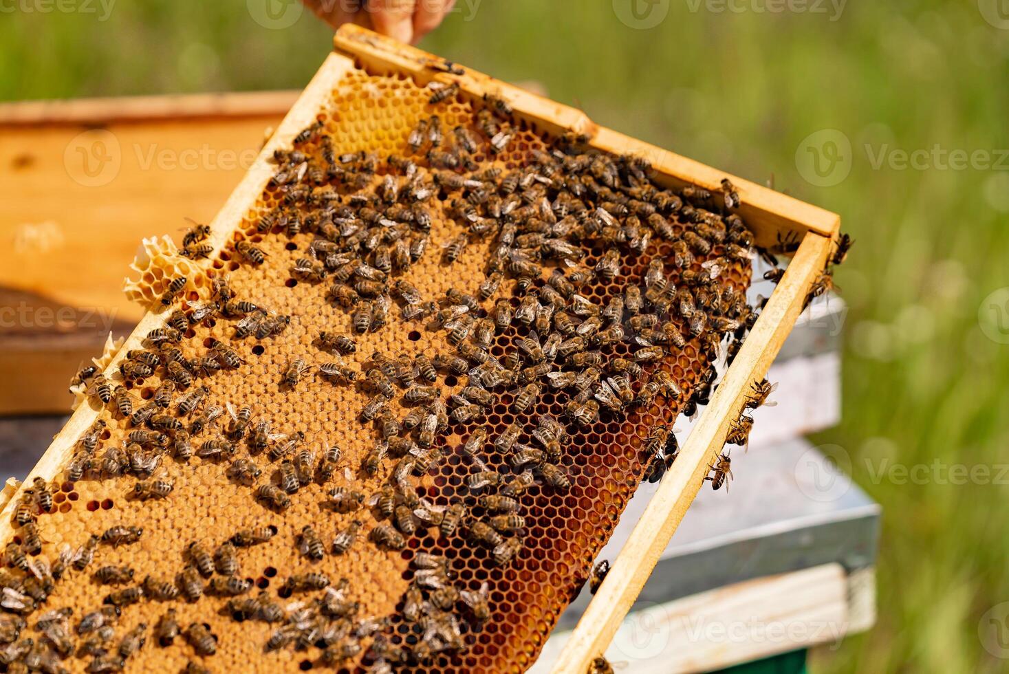 Beekeeper checking honeycomb frame with bees in his apiary. Working bees in a hive. Beekeeping. Honey photo