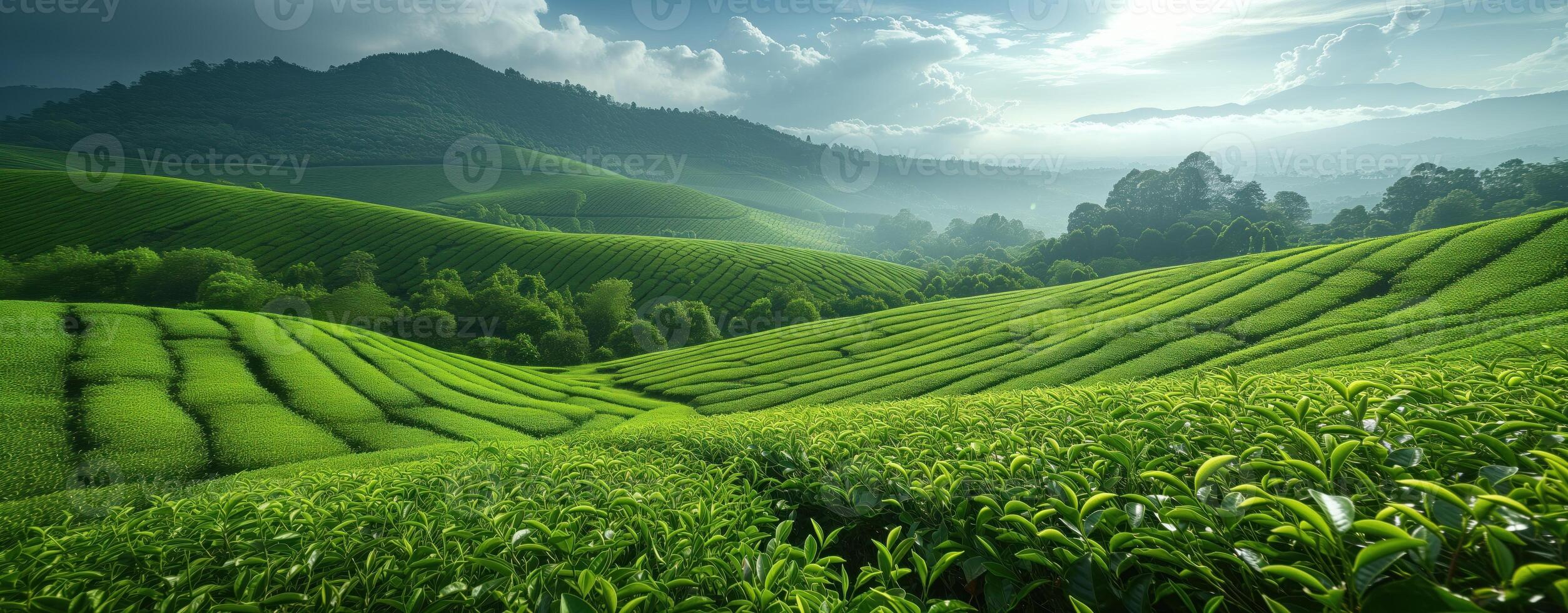 ai generado té plantación verde paisaje en el montañas foto