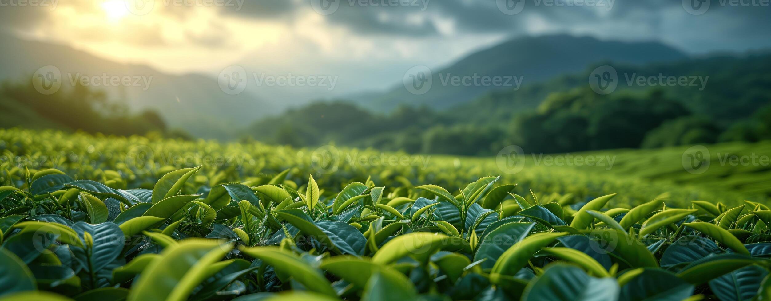 ai generado té plantación verde paisaje en el montañas foto