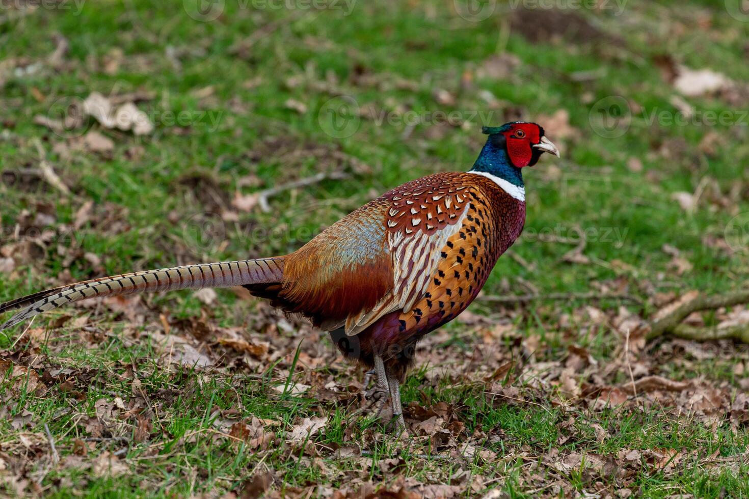Colorful male pheasant bird walking on grassy field with fallen leaves. photo