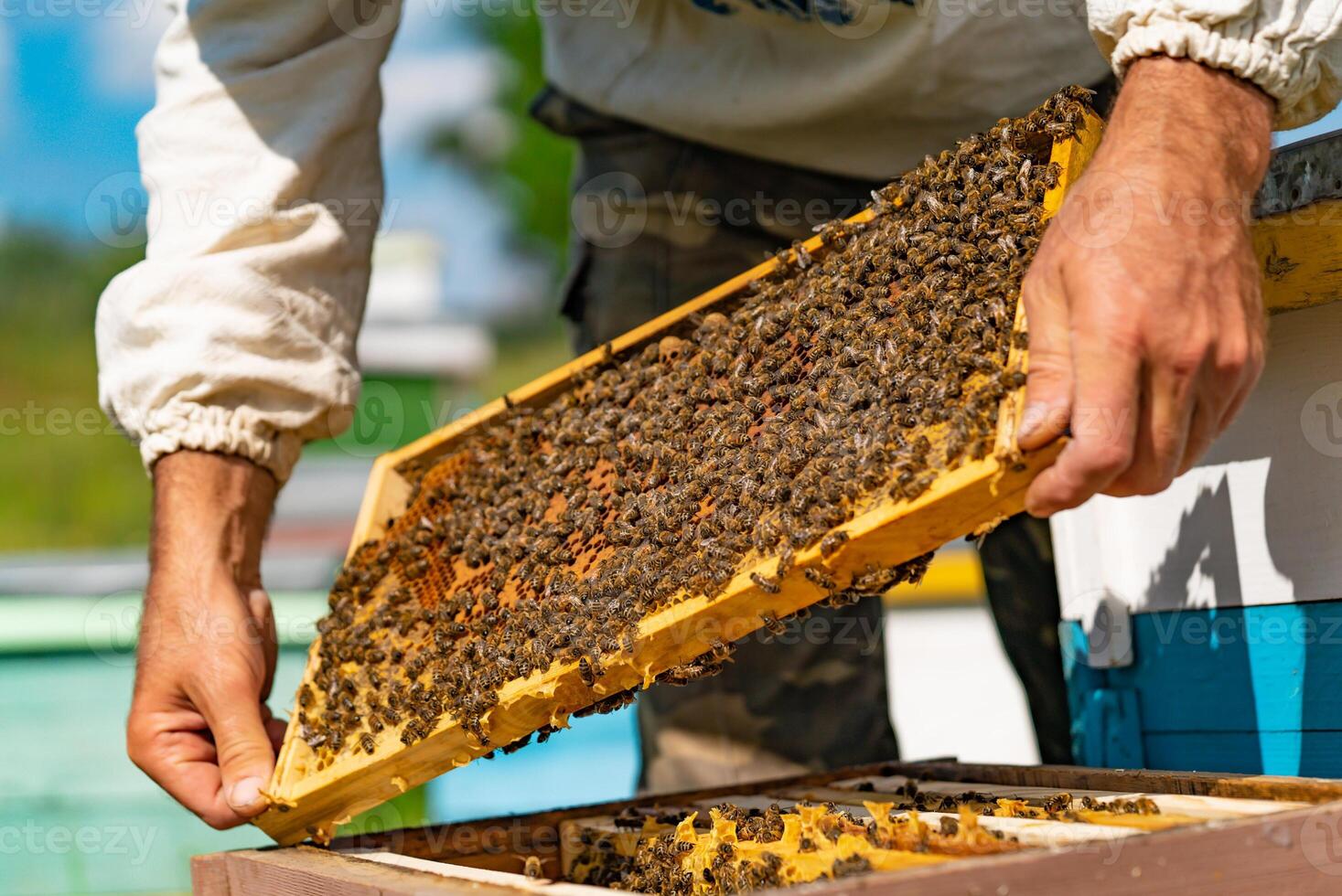 Man hands hold a frame of a bee hive. The beekeeper inspecting honeycomb frame at apiary. Beekeeping concept. photo