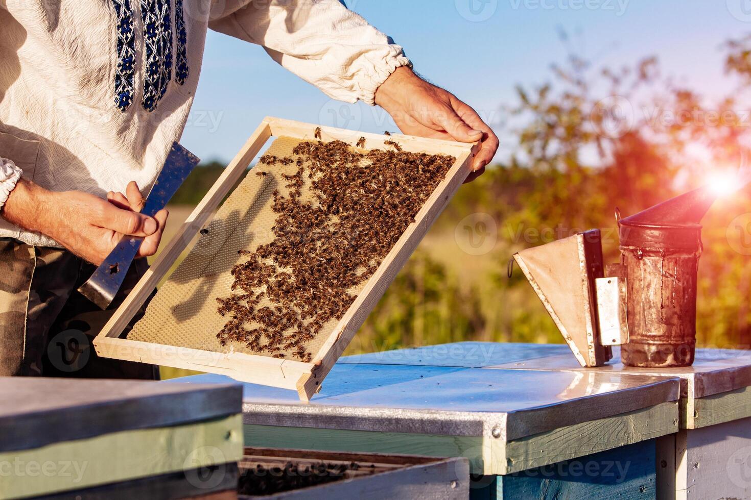 Hand of beekeeper is working with bees and beehives on the apiary. Bees on honeycombs. Frames of a bee hive photo