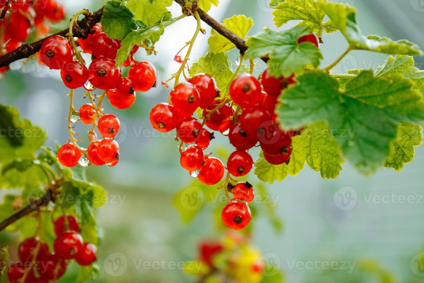 Large ripe red currant. Tasty currant in the garden photo