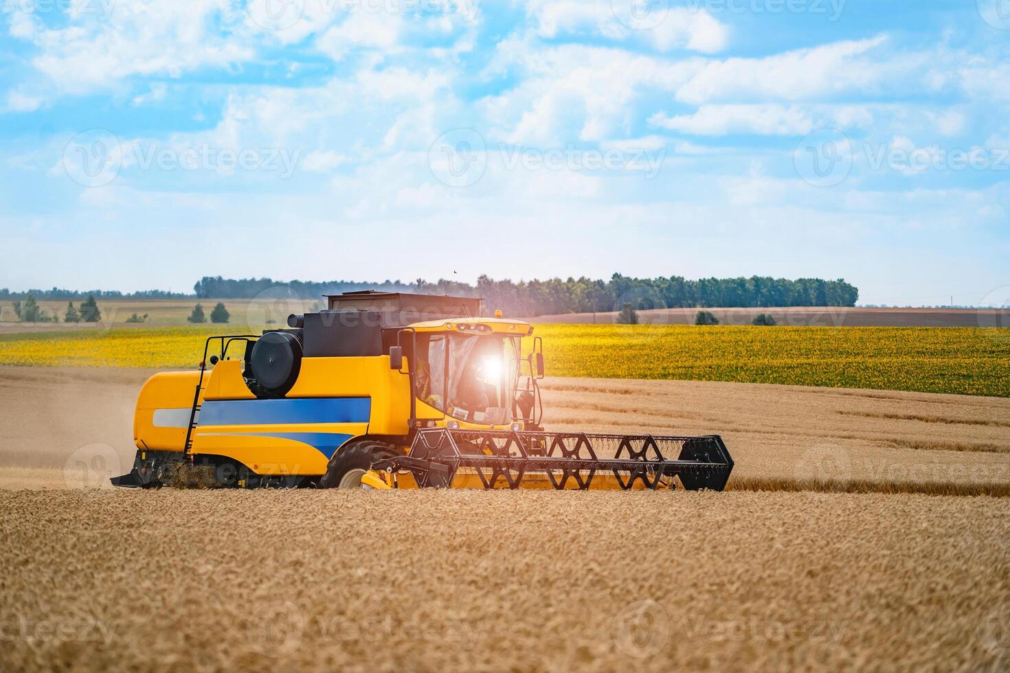 Red grain harvesting combine in a sunny day. Yellow field with grain. Agricultural technic works in field. Closeup. photo
