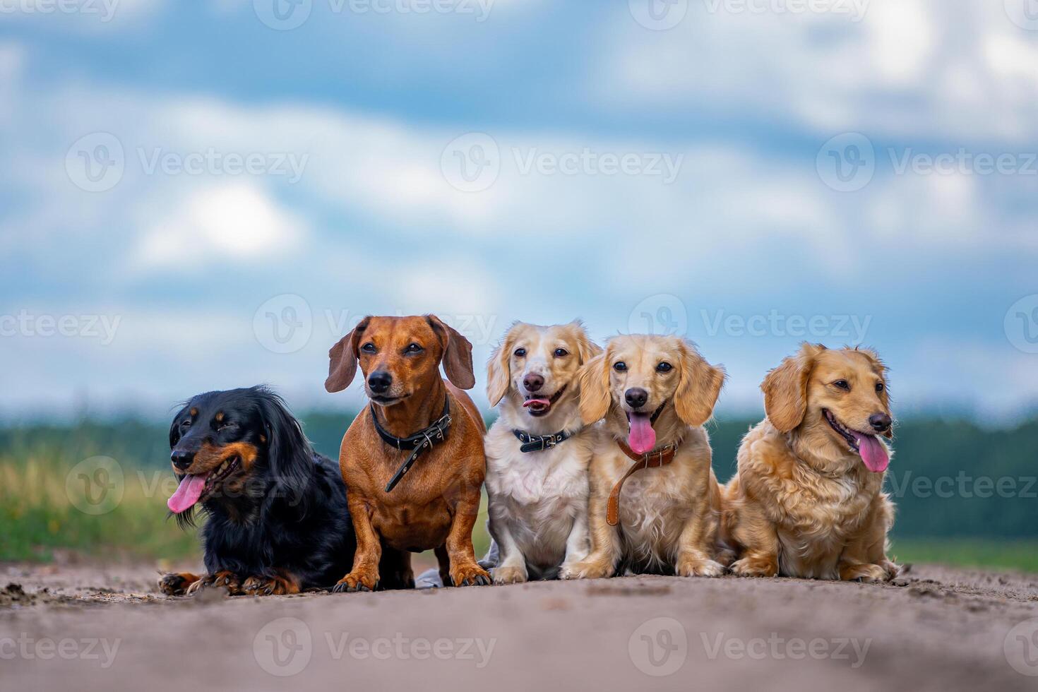 Cute dogs standing in line on the road. Joyful different breeds of pets. Beautiful and cozy picture. photo