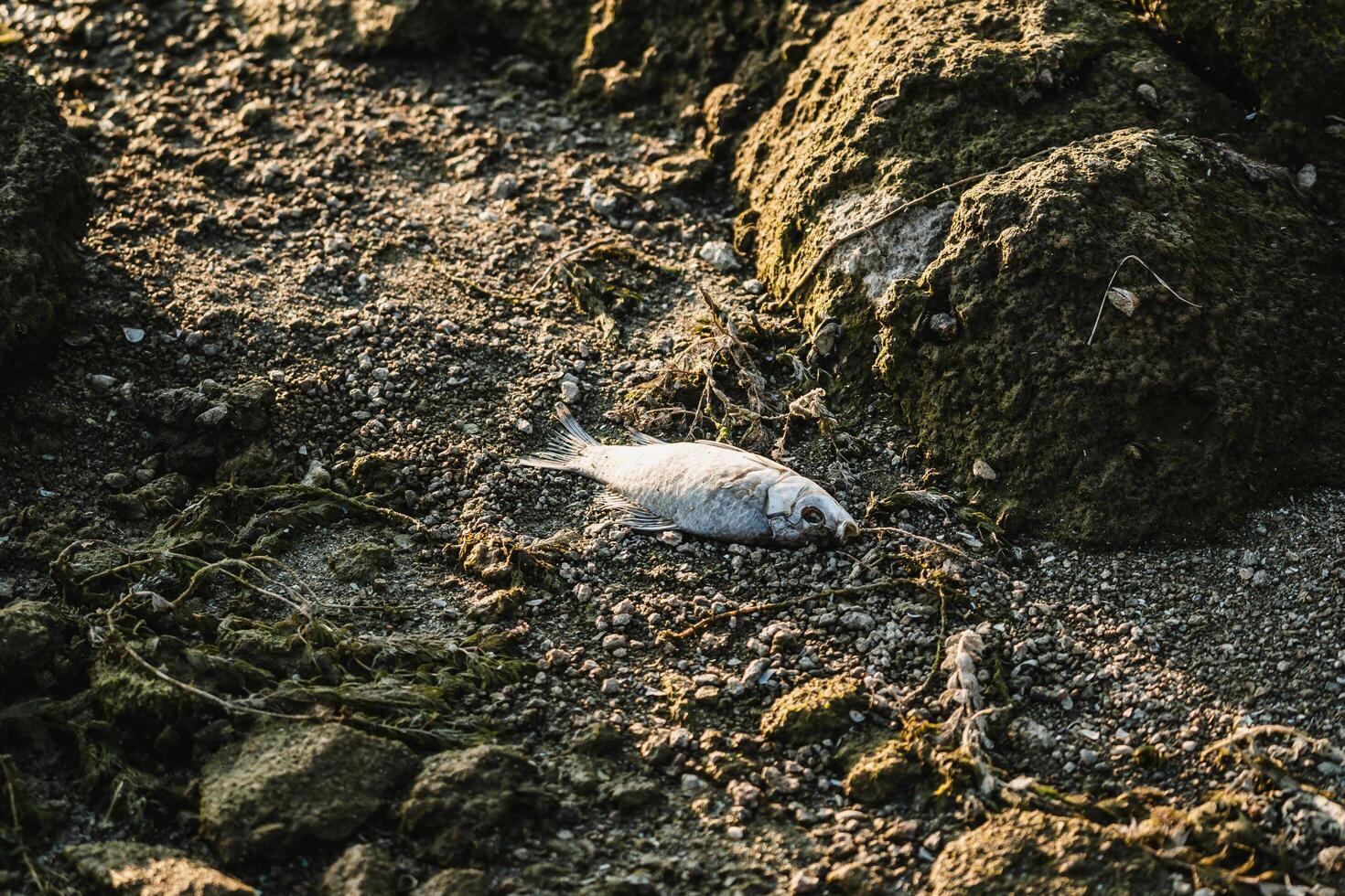 Dead crucian on gravel beach. Water pollution concept, Save the planet concept. Closeup. photo