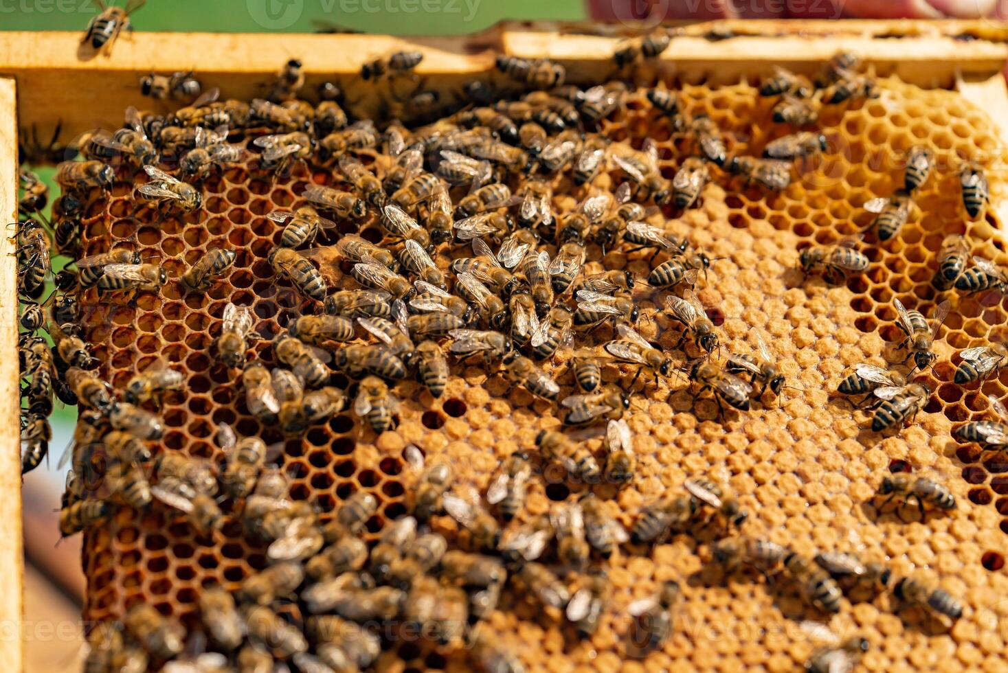 abejas sentar en el marco de panales durante el día en el jardín. de cerca foto