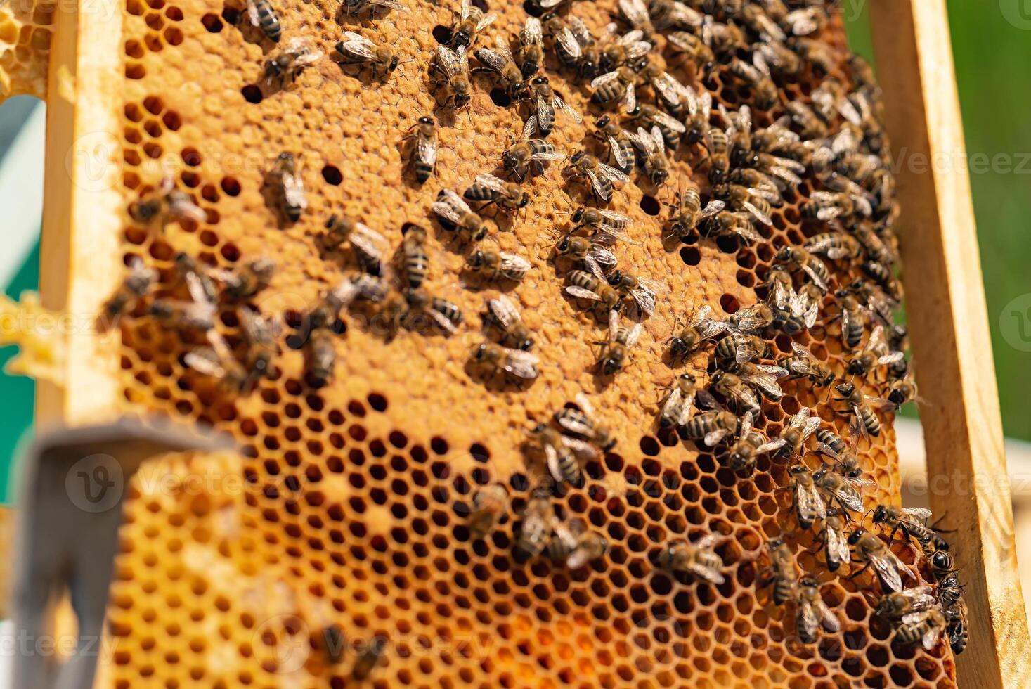 Hardworking bees on honeycomb in apiary. Honeycomb with bees and honey photo