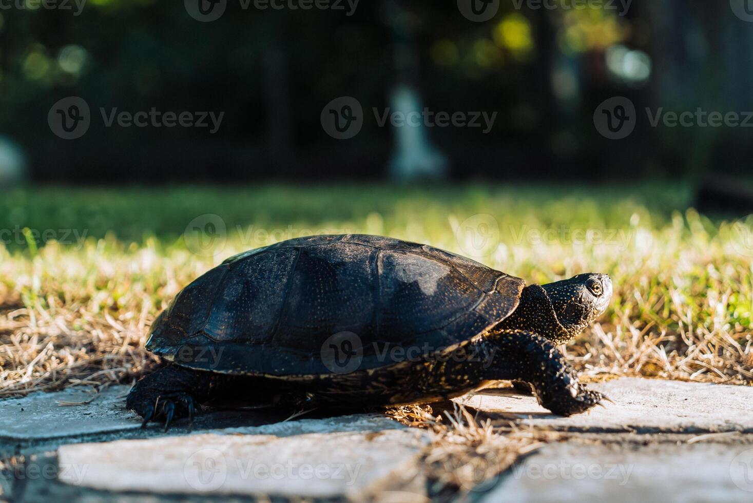 Turtle walking on grass. Wild turtle outdoors in Park photo