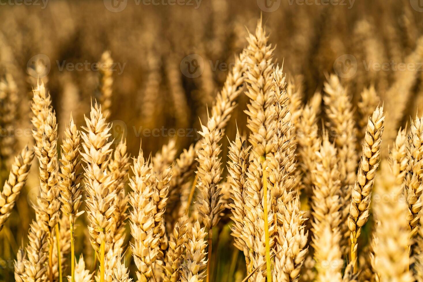 Golden wheat field and sunny day. Stalks of wheat flutter in the wind in the field. Harvest concept. Close-up photo