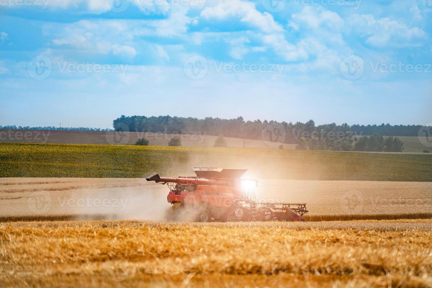 Red grain harvesting combine in a sunny day. Yellow field with grain. Agricultural technic works in field. Closeup. photo
