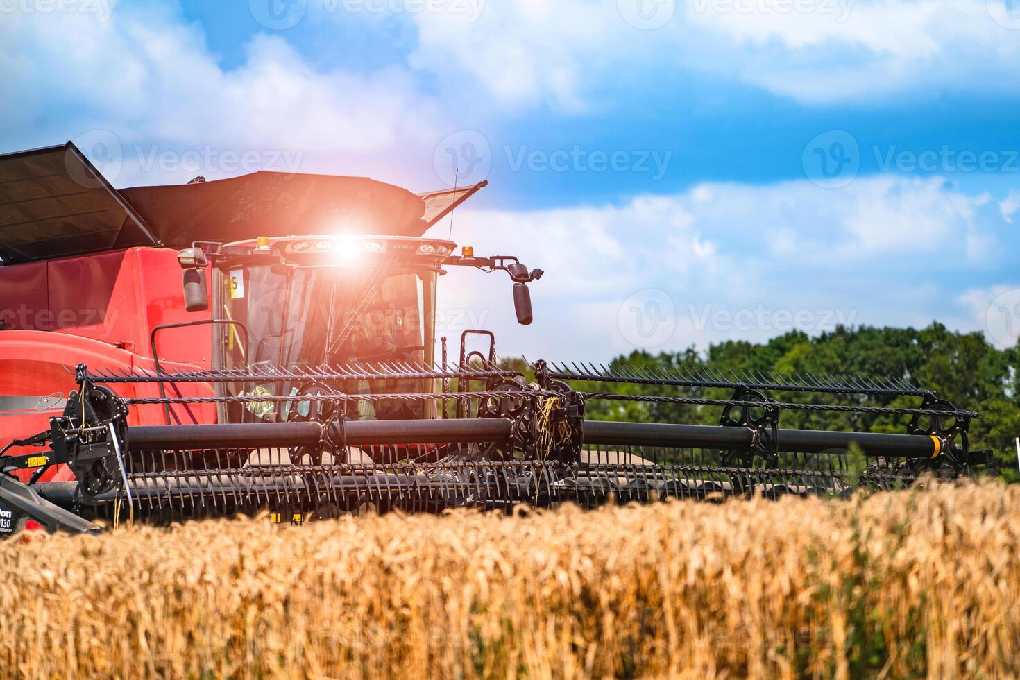 Red grain harvesting combine in a sunny day. Yellow field with grain. Agricultural technic works in field. Closeup. photo