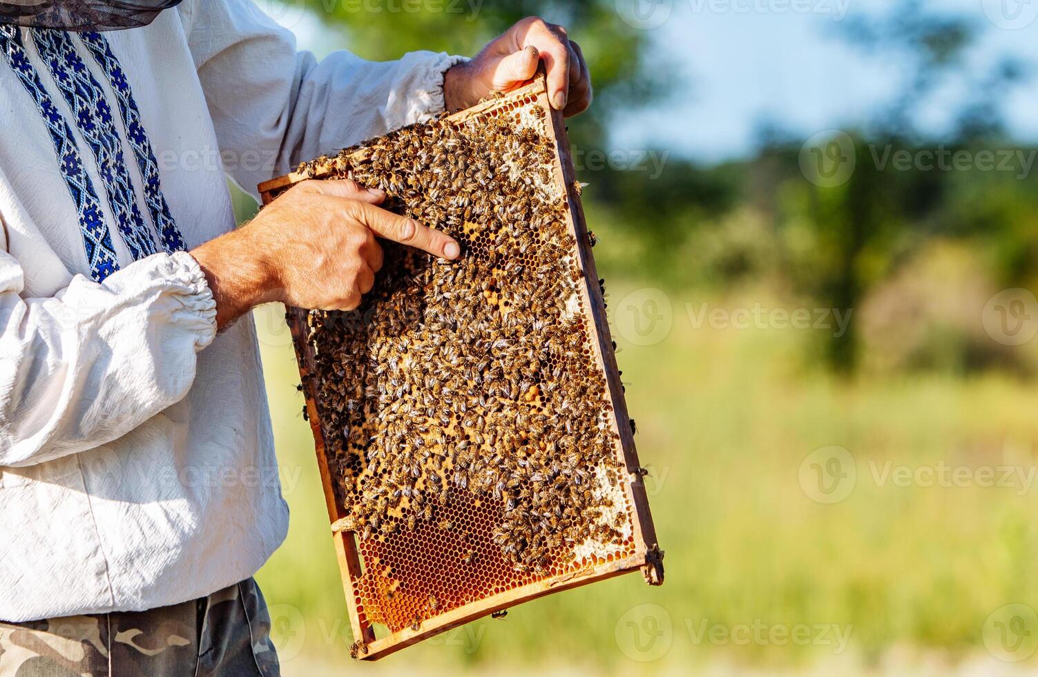 Hand of beekeeper is working with bees and beehives on the apiary. Bees on honeycombs. Frames of a bee hive photo