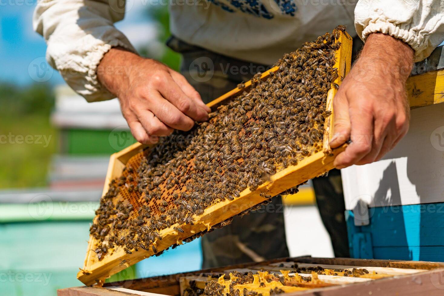 a beekeeper straightens the honeycomb in the frame with the bees above the hive. Close-up photo