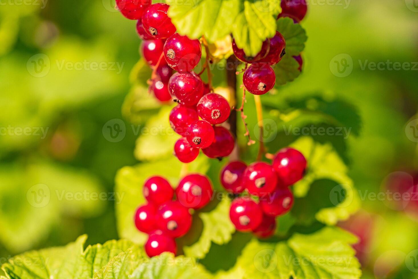 a bunch of red currant grows on the bush in the yard in the summer. Close-up photo