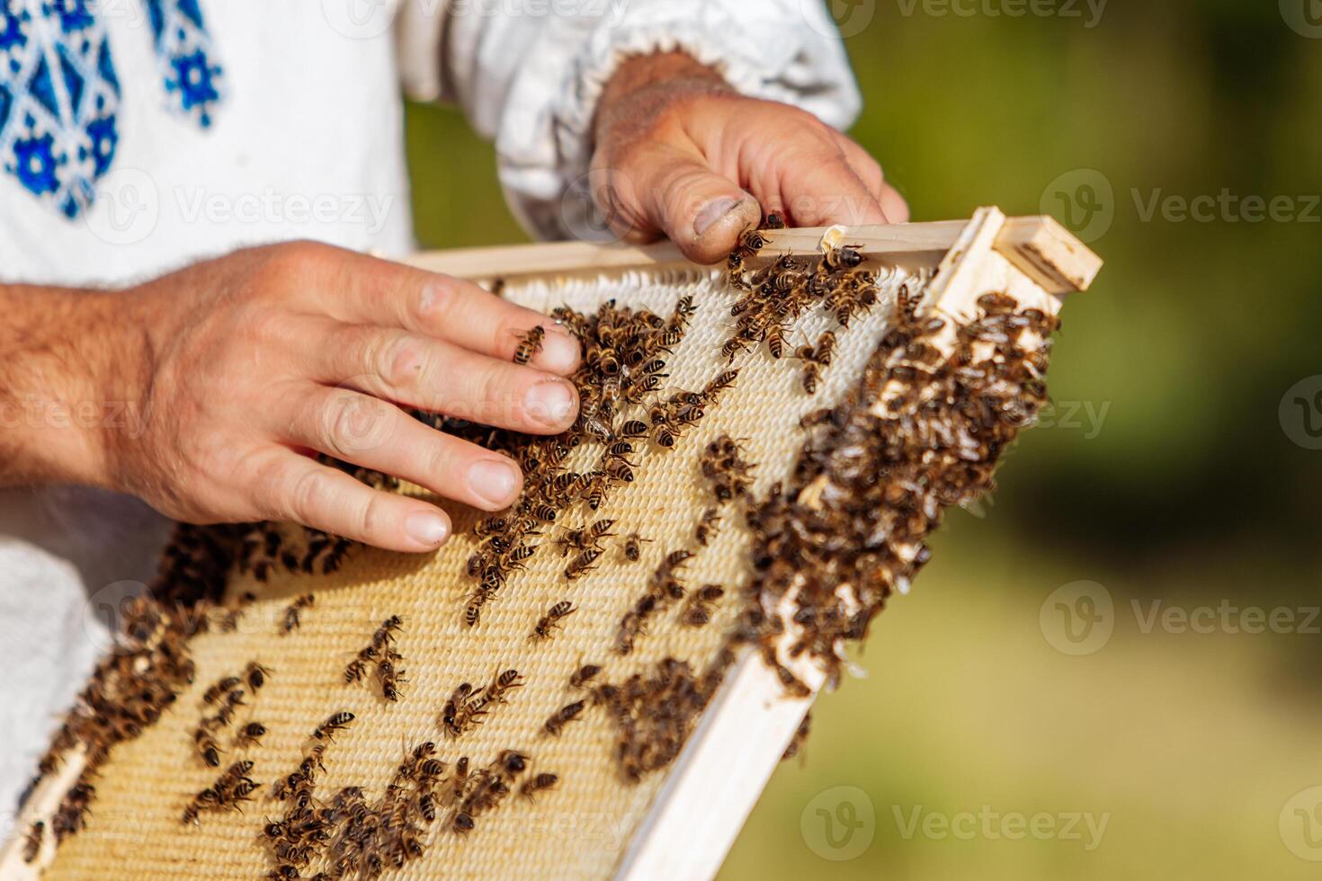 The beekeeper holding a honeycomb with bees. Beekeeper inspecting honeycomb frame at apiary at the summer day photo